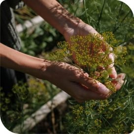 Herb Infusion