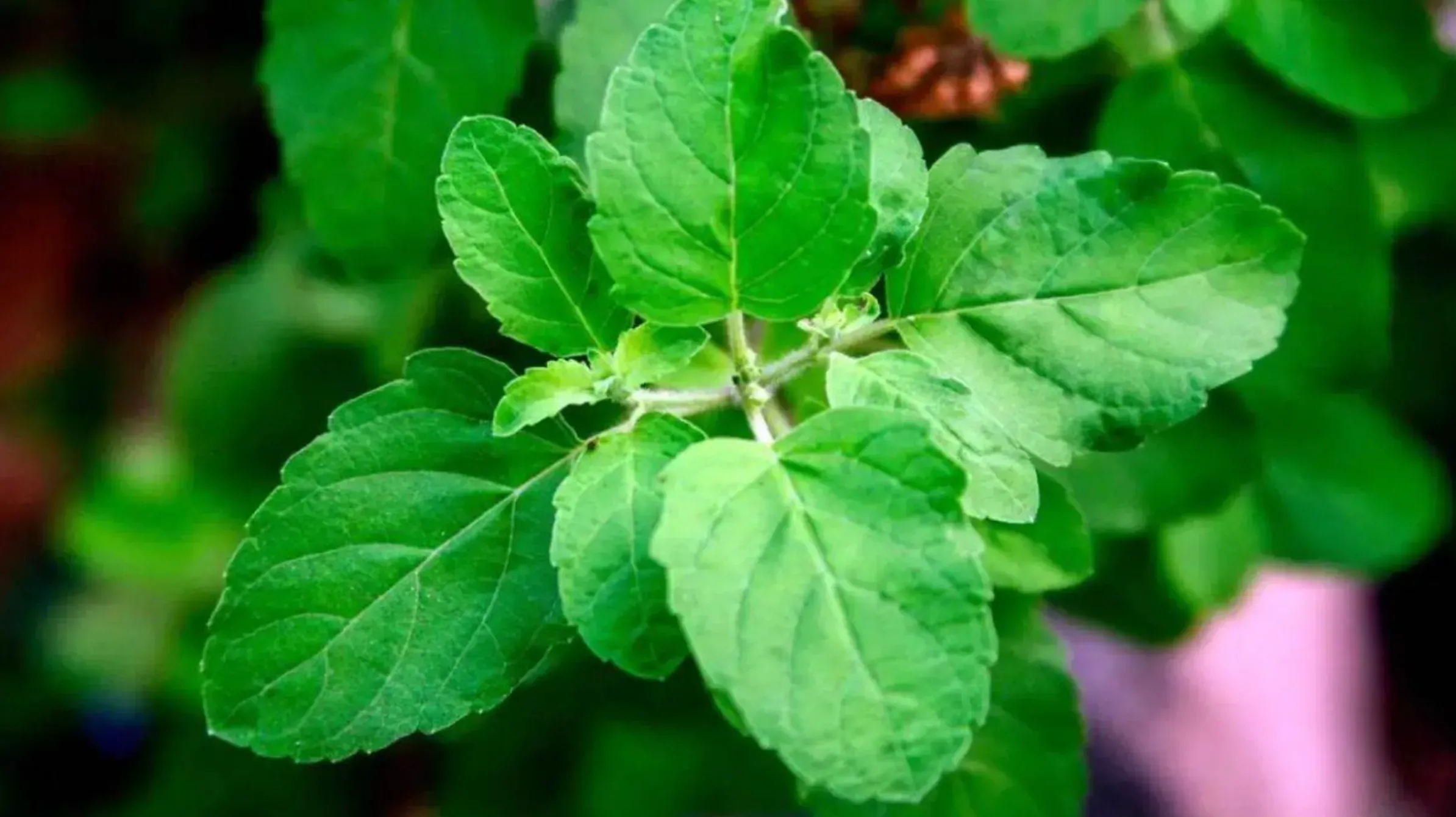 Top 10 Best Tulsi Drops in India for Immunity & Wellness