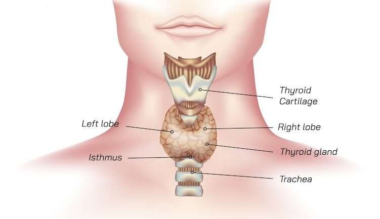 19+ Signs You Have Thyroid Problems | The Surgical Clinic
