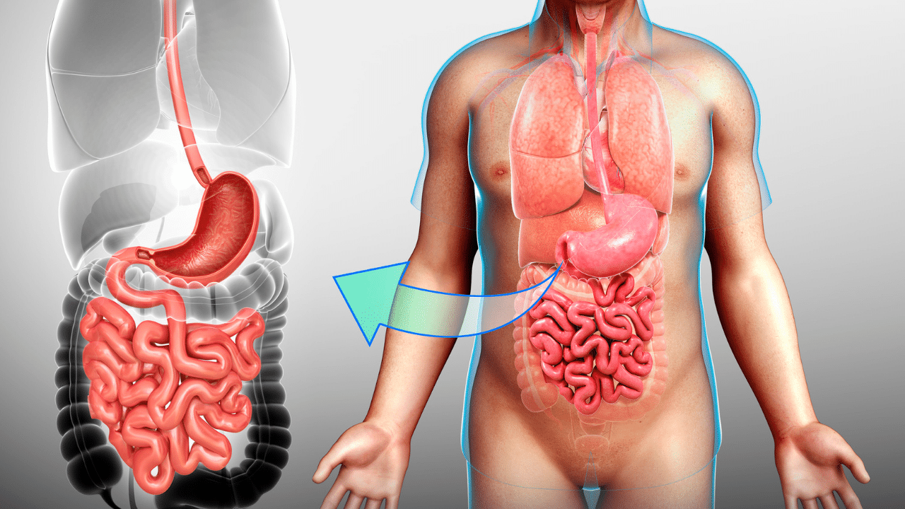Best Foods for Strong Digestion — What to Eat and How to Build a Gut-Friendly Plate